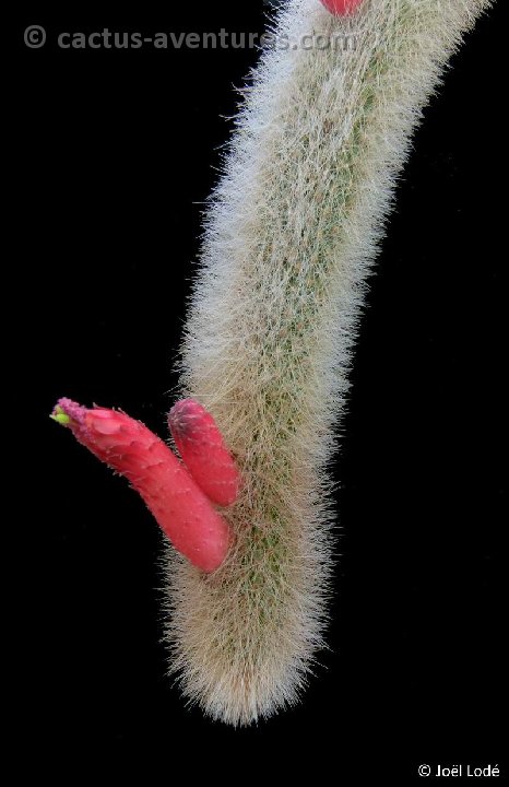 Cleistocactus brookeae ssp vulpis-cauda P1130031